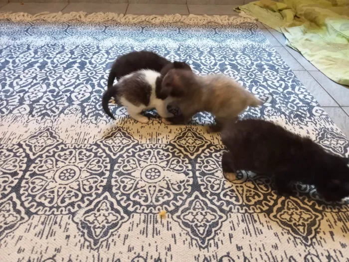 Gato ra a SEM RAÇA DEFINIDA idade Abaixo de 2 meses nome SEM NOME DEFINIDO