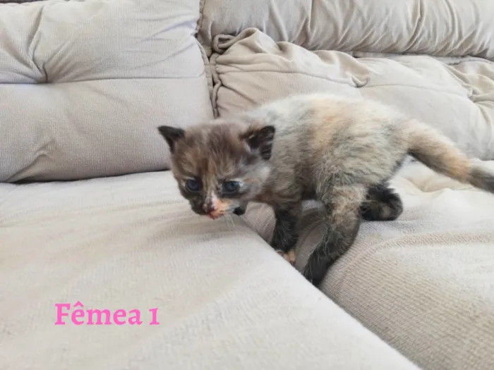 Gato ra a SEM RAÇA DEFINIDA idade Abaixo de 2 meses nome SEM NOME DEFINIDO