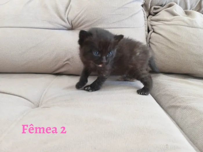 Gato ra a SEM RAÇA DEFINIDA idade Abaixo de 2 meses nome SEM NOME DEFINIDO
