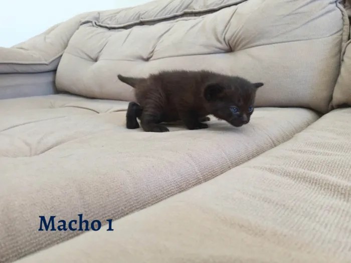 Gato ra a SEM RAÇA DEFINIDA idade Abaixo de 2 meses nome SEM NOME DEFINIDO
