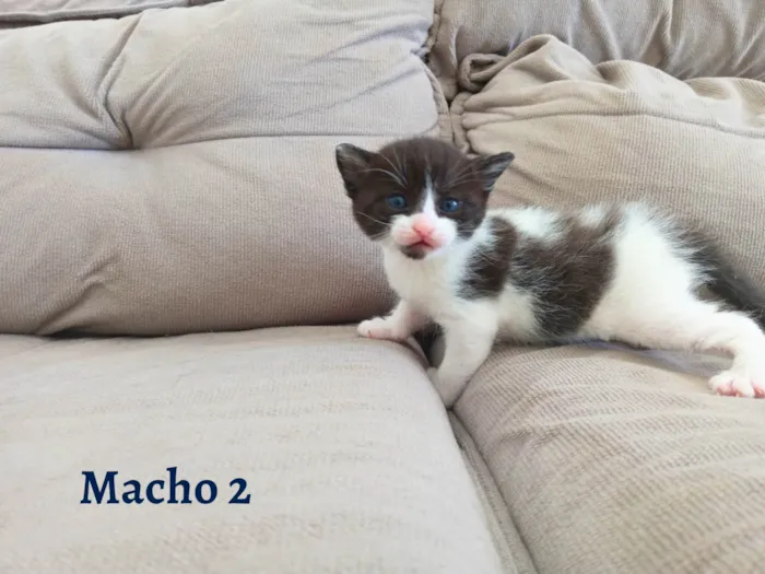 Gato ra a SEM RAÇA DEFINIDA idade Abaixo de 2 meses nome SEM NOME DEFINIDO