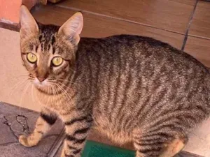Gato raça SRD-ViraLata idade 1 ano nome MEG