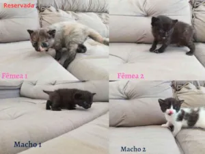 Gato raça SEM RAÇA DEFINIDA idade Abaixo de 2 meses nome SEM NOME DEFINIDO