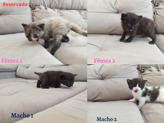 Gato ra a SEM RAÇA DEFINIDA idade Abaixo de 2 meses nome SEM NOME DEFINIDO