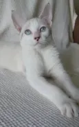 SHIVA
