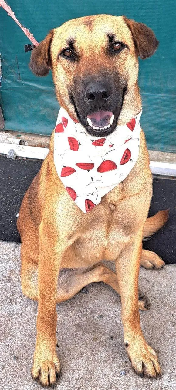 Cachorro raça  idade 1 ano nome Moana