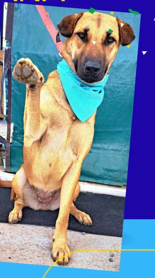 Cachorro raça  idade 1 ano nome Moana