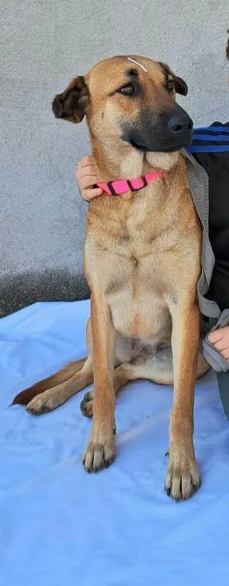 Cachorro raça  idade 1 ano nome Moana