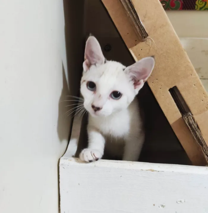 Gato ra a srd idade 2 a 6 meses nome SHIVA