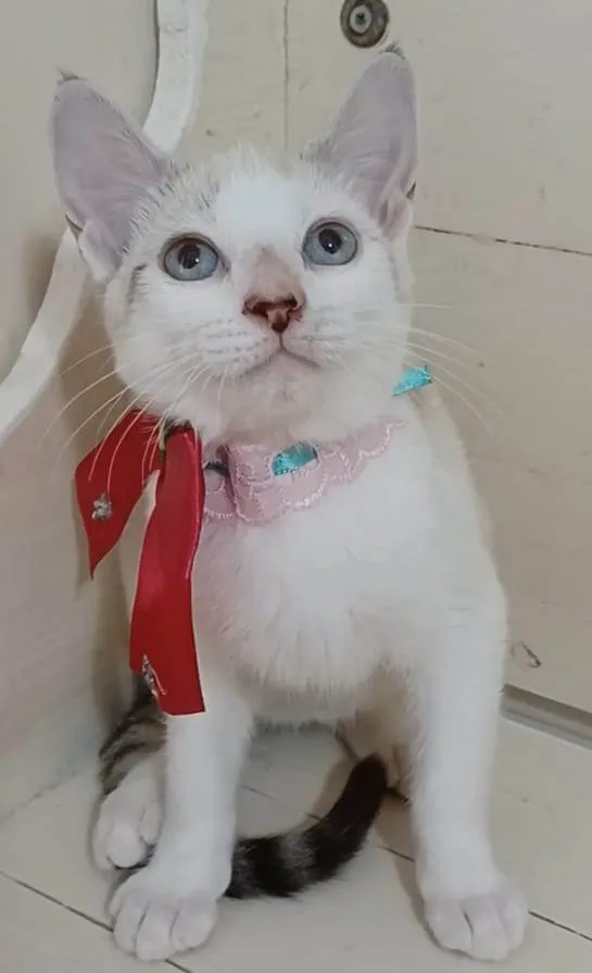 Gato ra a srd idade 2 a 6 meses nome SHIVA