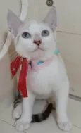 SHIVA