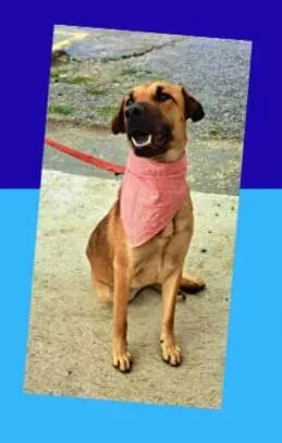 Cachorro raça  idade 1 ano nome Moana