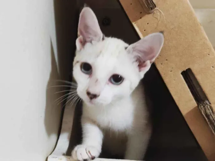 Gato ra a srd idade 2 a 6 meses nome SHIVA