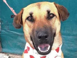 Cachorro raça  idade 1 ano nome Moana