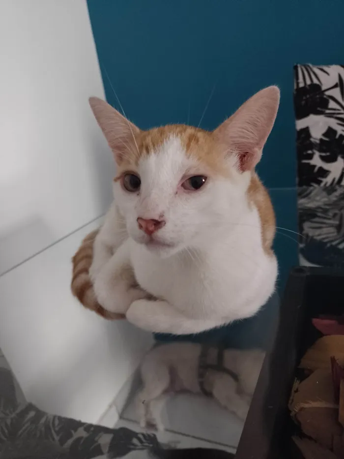 Gato raça SRD-ViraLata idade 2 a 6 meses nome Beto