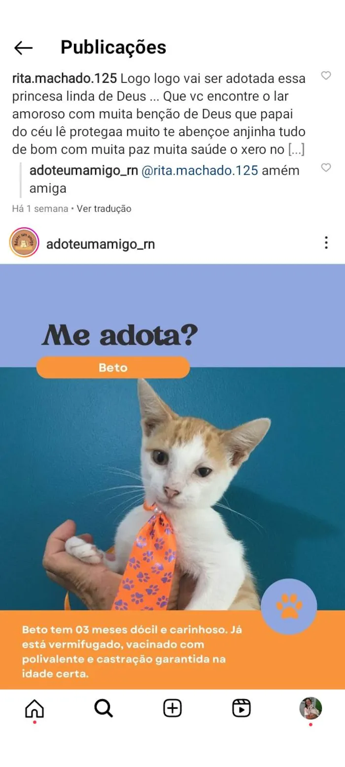 Gato raça SRD-ViraLata idade 2 a 6 meses nome Beto