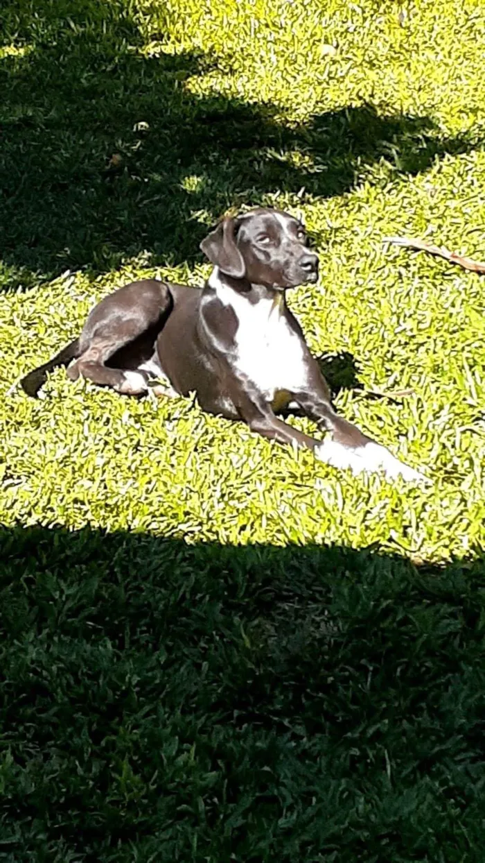 Cachorro ra a Perdigueira  idade 2 anos nome BELA