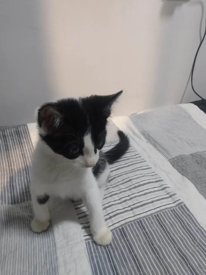 Gato ra a Vira lata  idade Abaixo de 2 meses nome Sem nome 