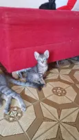 Gatinha