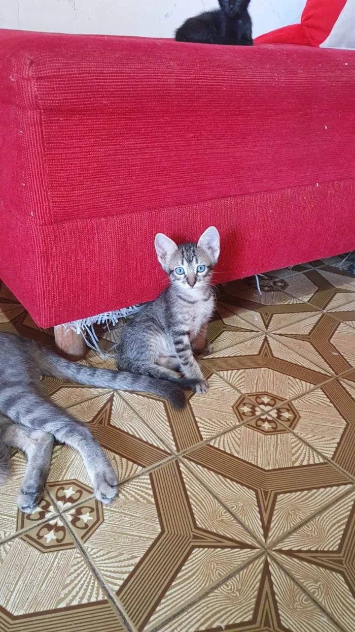 Gato raça SRD-ViraLata idade Abaixo de 2 meses nome Gatinha