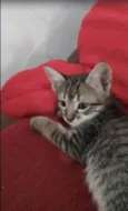 Gatinha