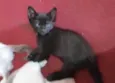 Gatinha