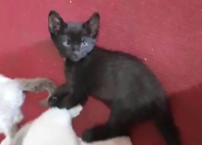 Gato raça SRD-ViraLata idade Abaixo de 2 meses nome Gatinha
