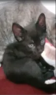 Gatinha