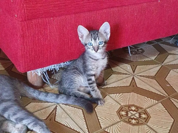 Gato raça SRD-ViraLata idade Abaixo de 2 meses nome Gatinha