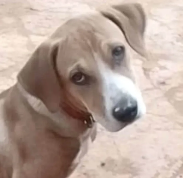 Cachorro ra a Basset-hound  idade 7 a 11 meses nome Duque 