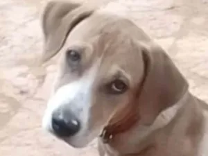 Cachorro raça Basset-hound  idade 7 a 11 meses nome Duque 