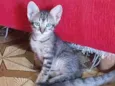 Gatinha