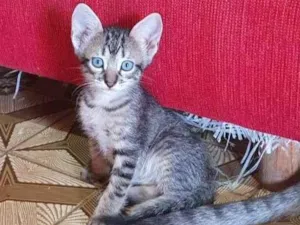Gato raça SRD-ViraLata idade Abaixo de 2 meses nome Gatinha