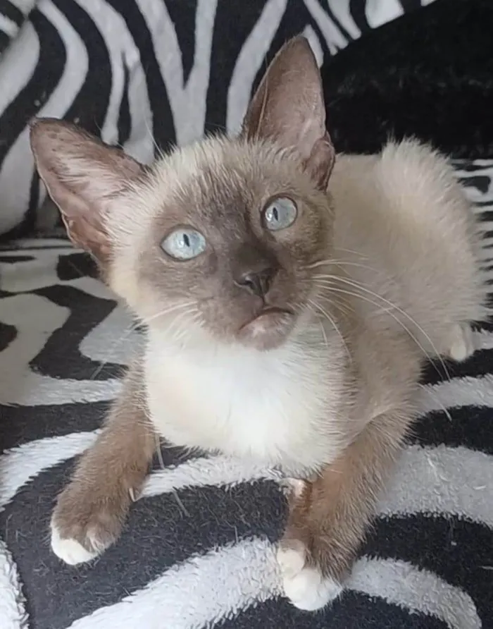 Gato ra a srd "sialata" idade 2 a 6 meses nome BELA