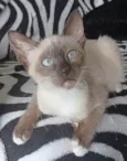 BELA