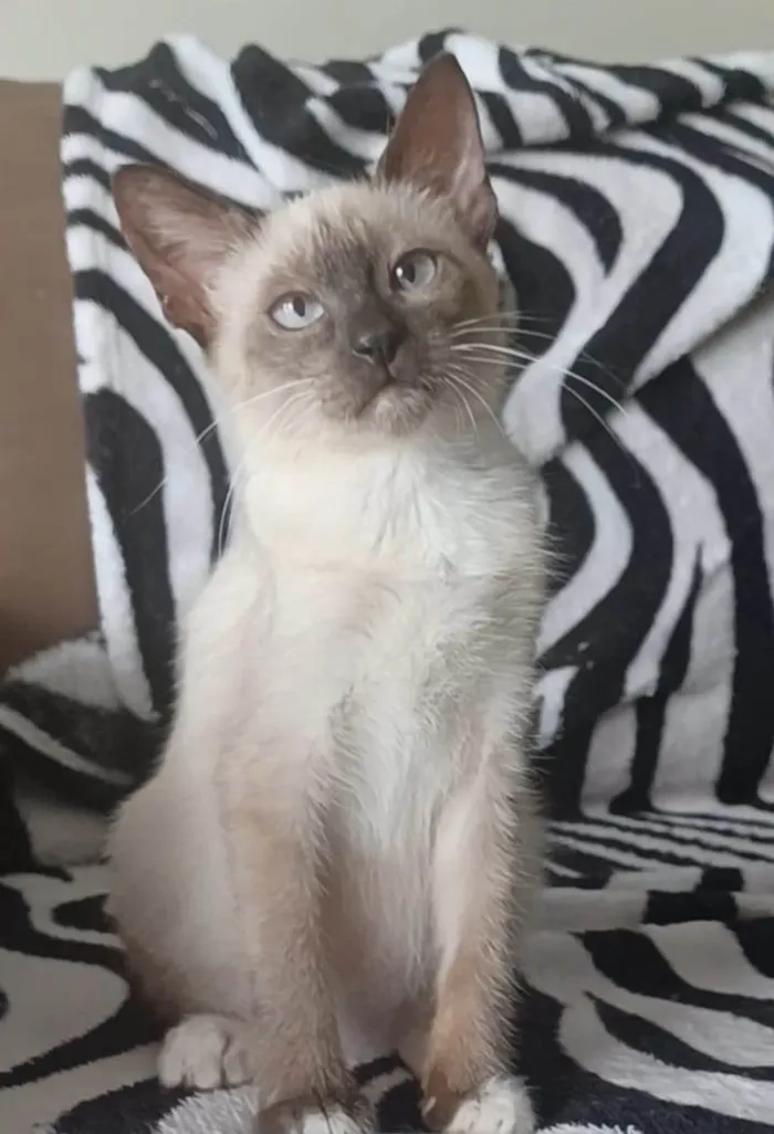 Gato ra a srd "sialata" idade 2 a 6 meses nome BELA