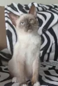 BELA
