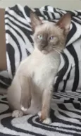 BELA
