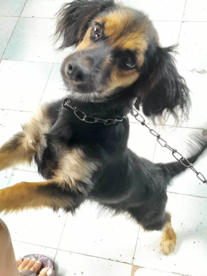 Cachorro ra a SRD-ViraLata idade 2 a 6 meses nome Gaby