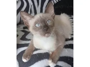 Gato raça srd "sialata" idade 2 a 6 meses nome BELA