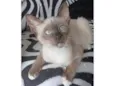 BELA