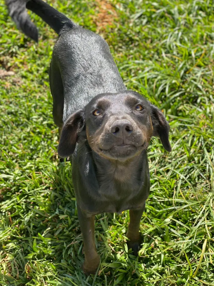 Cachorro ra a Srd idade 7 a 11 meses nome Morena 