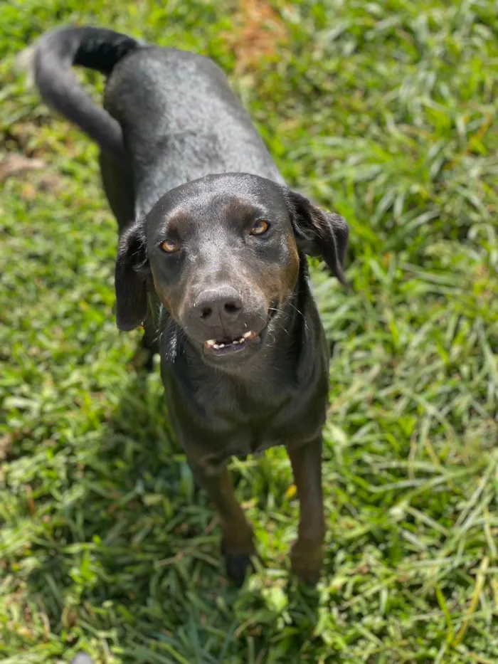 Cachorro ra a Srd idade 7 a 11 meses nome Morena 