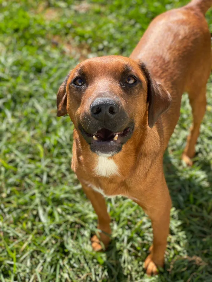 Cachorro ra a SRD idade 1 ano nome Rita