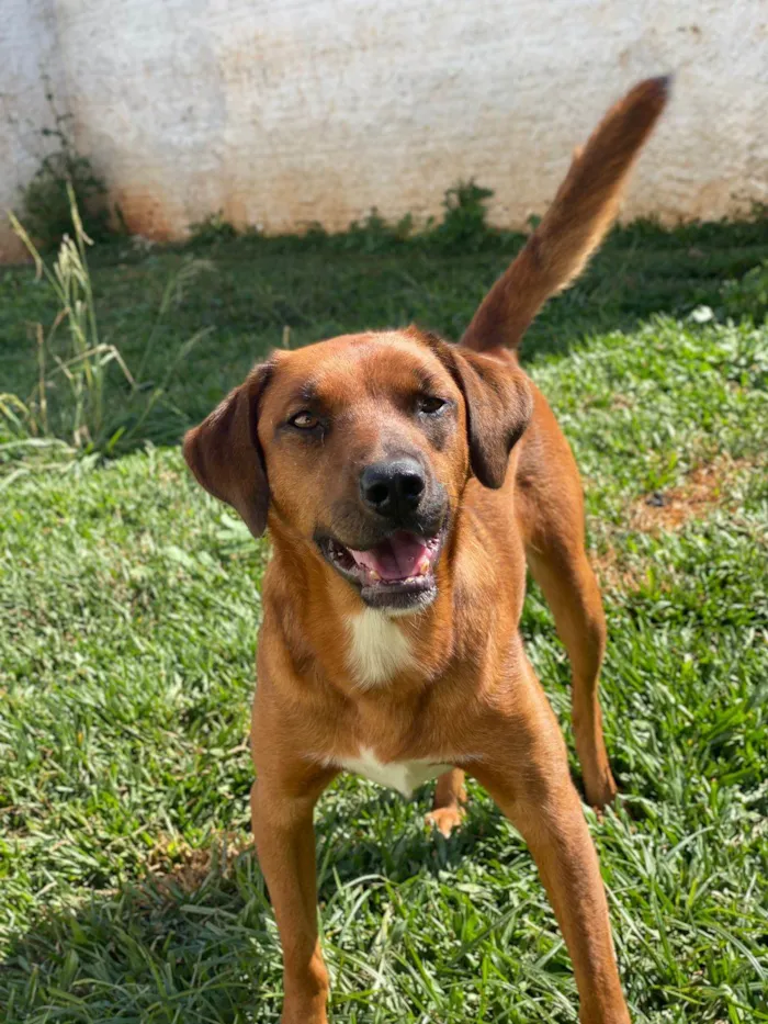 Cachorro ra a SRD idade 1 ano nome Rita