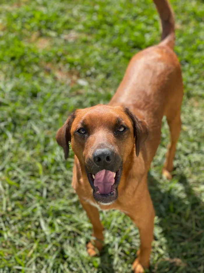 Cachorro ra a SRD idade 1 ano nome Rita