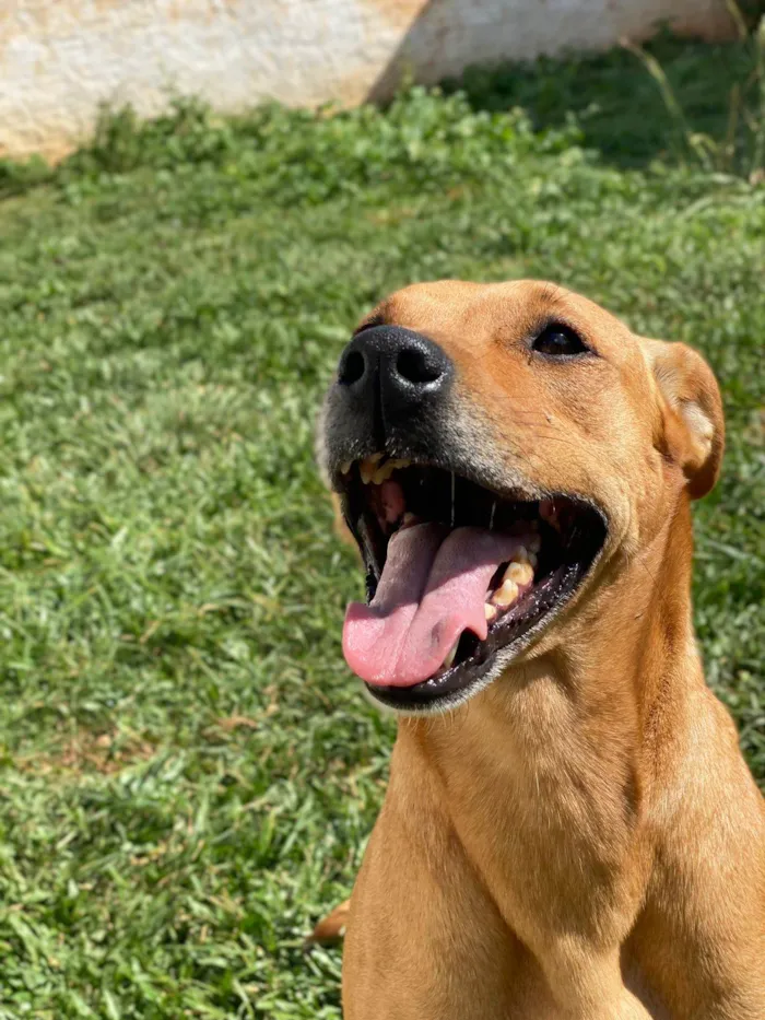 Cachorro ra a SRD idade 2 anos nome Mel