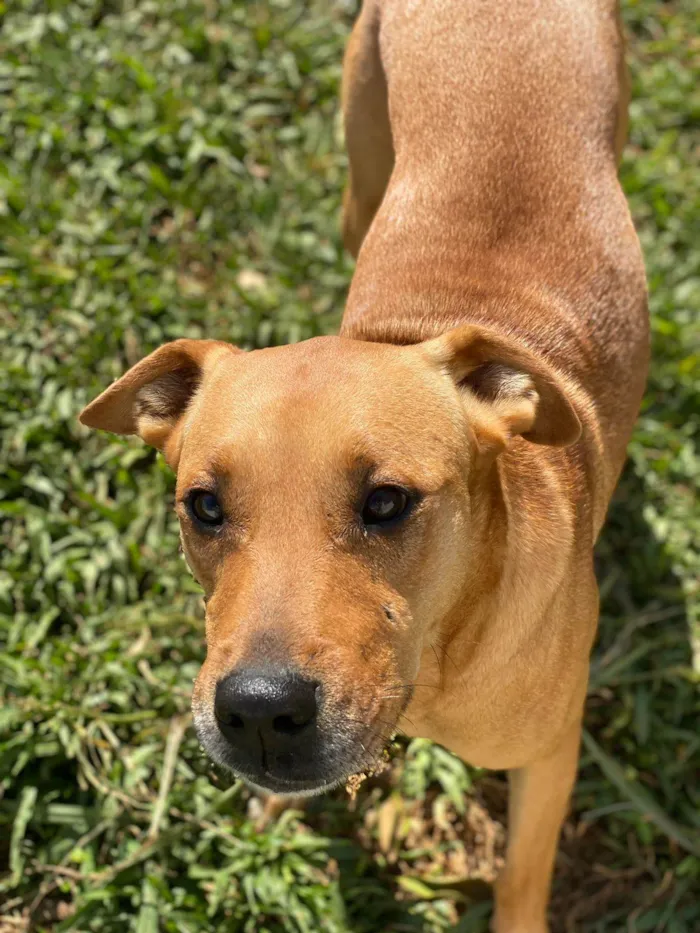 Cachorro ra a SRD idade 2 anos nome Mel