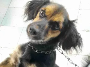 Cachorro raça SRD-ViraLata idade 2 a 6 meses nome Gaby