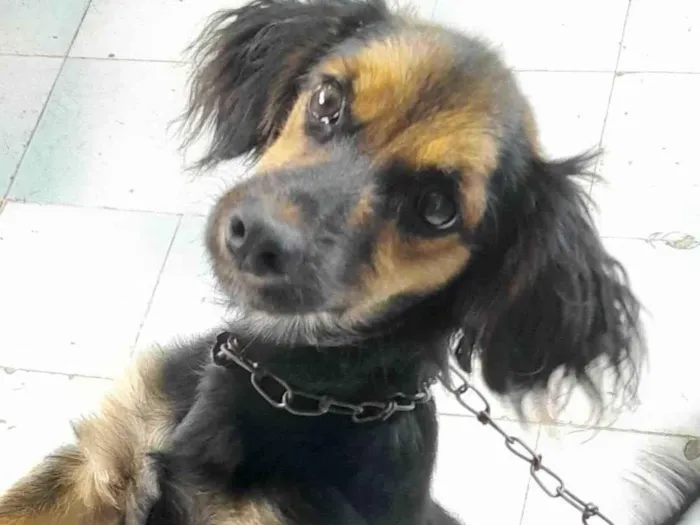 Cachorro ra a SRD-ViraLata idade 2 a 6 meses nome Gaby